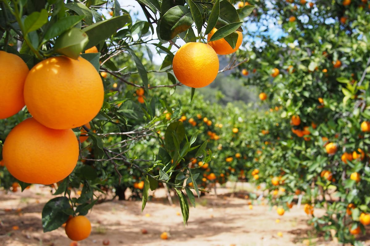 Cultivo de naranja