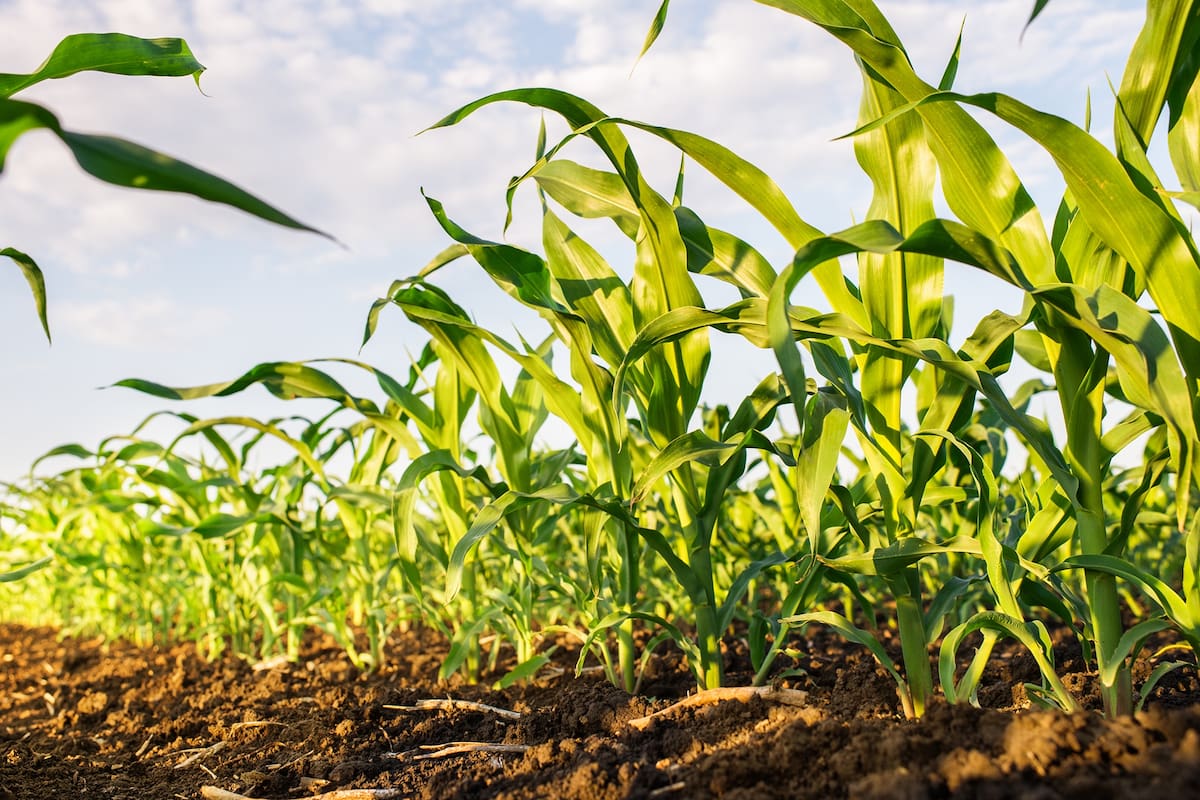 Cultivo de maíz