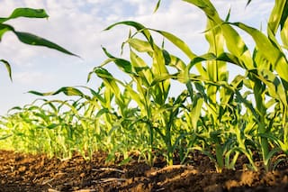 Maíz: el USDA aprieta, pero no ahorca