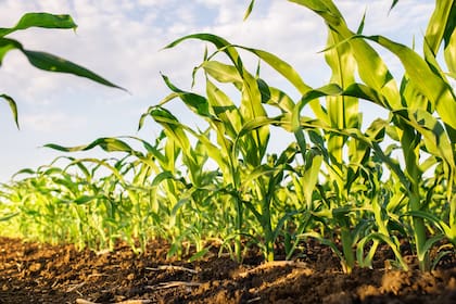 El buen desarrollo del maíz permite augurar un volumen abundante para la cosecha de Estados Unidos
