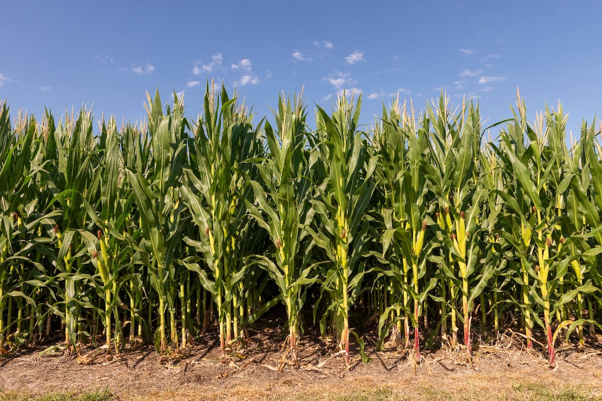 Cultivo de maíz