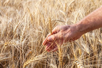 La Argentina ganó mercados para el trigo en los últimos años