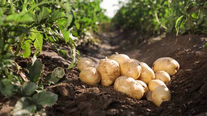 La compañía producirá 100.000 toneladas de papas prefritas congeladas al año
