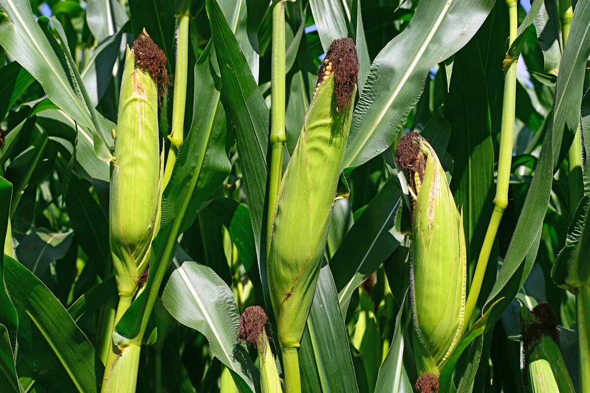 Cultivo de maíz