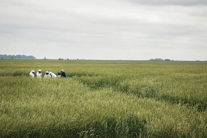 Cultivo de centeno que sirve de soporte
para que la planta de vicia se trepe y desarrolle. Además, el centeno aporta polen a las colmenas.