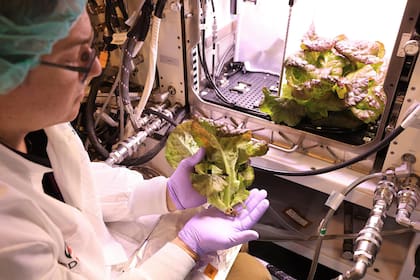 Cultivo de lechugas en la NASA