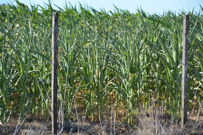 Cultivo de maíz en Carlos Tejedor
