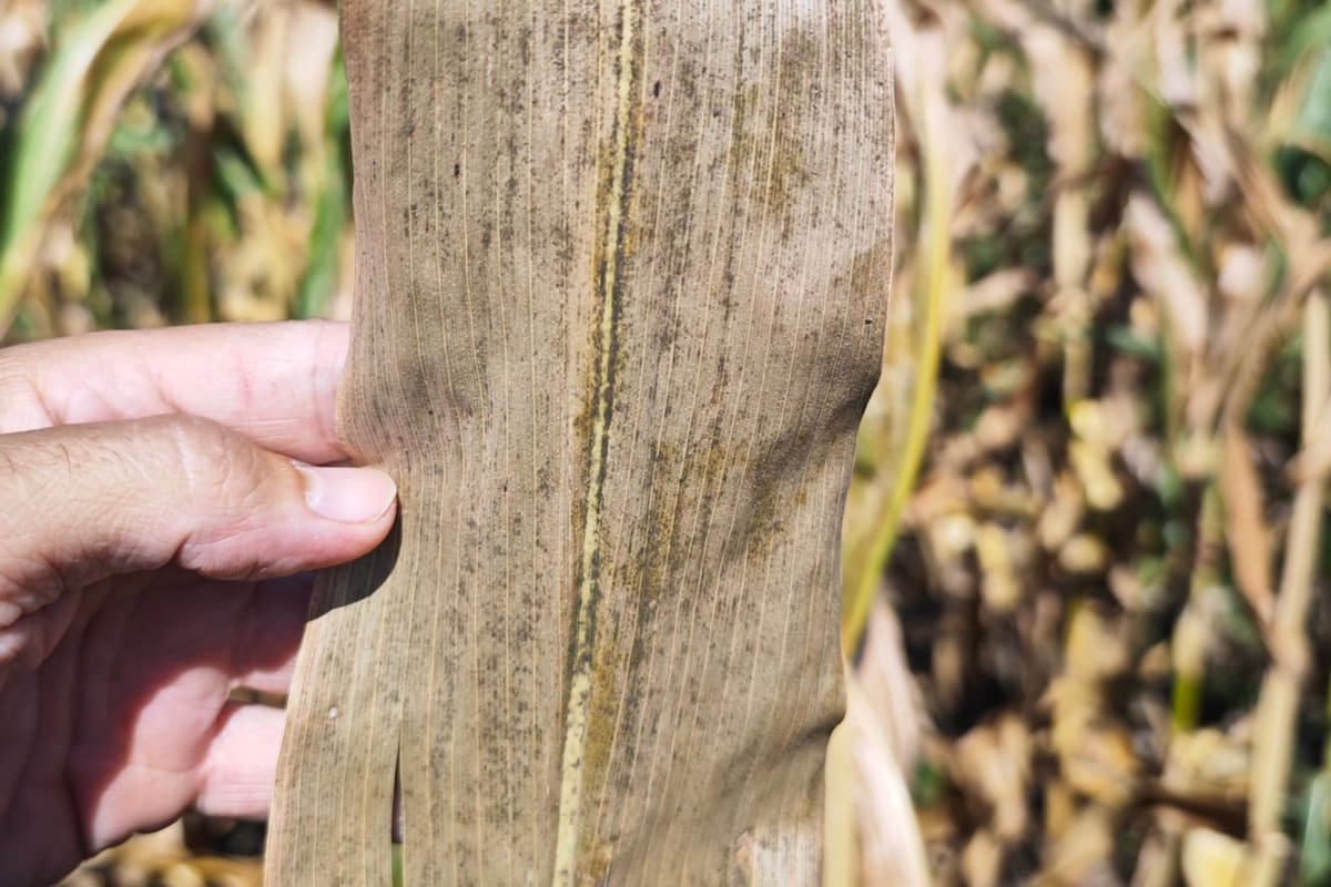 Cultivo de maíz que se seca anticipadamente tras haber sido infectado por la enfermedad transmitida por la chicharrita