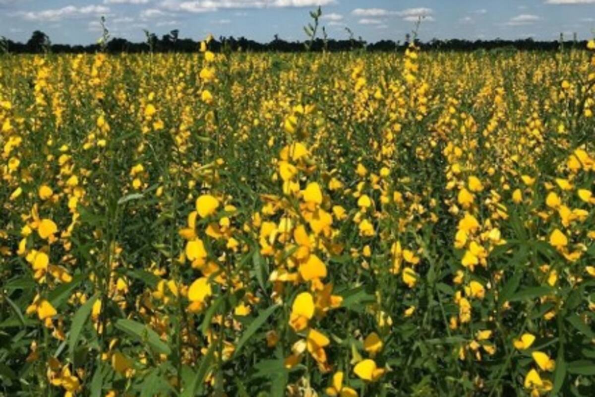 Cultivo de servicios de Crotalaria en General Mosconi, Salta. Foto: Nicolás Cuadra, socio de Aapresid