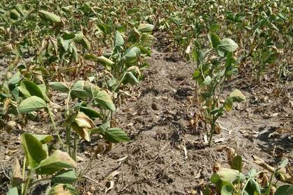Cultivo de soja afectado por la sequía en Isla Verde, Córdoba