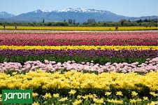 Furor por los tulipanes: del amor de los sultanes a la obsesión por una flor que cambió la historia