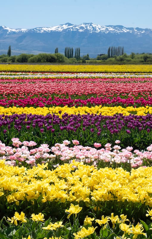 Cultivo de tulipanes en Trevelin