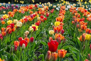 Cultivo de tulipanes en plena floración