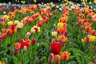 Aprendé a propagar tus plantas