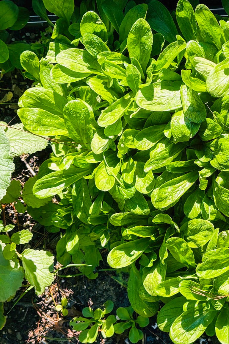 Cultivo en al huerta