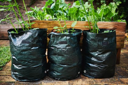 Cultivo en bolsas de plástico negras, que tienen la ventaja de ser más grandes e impermeables
