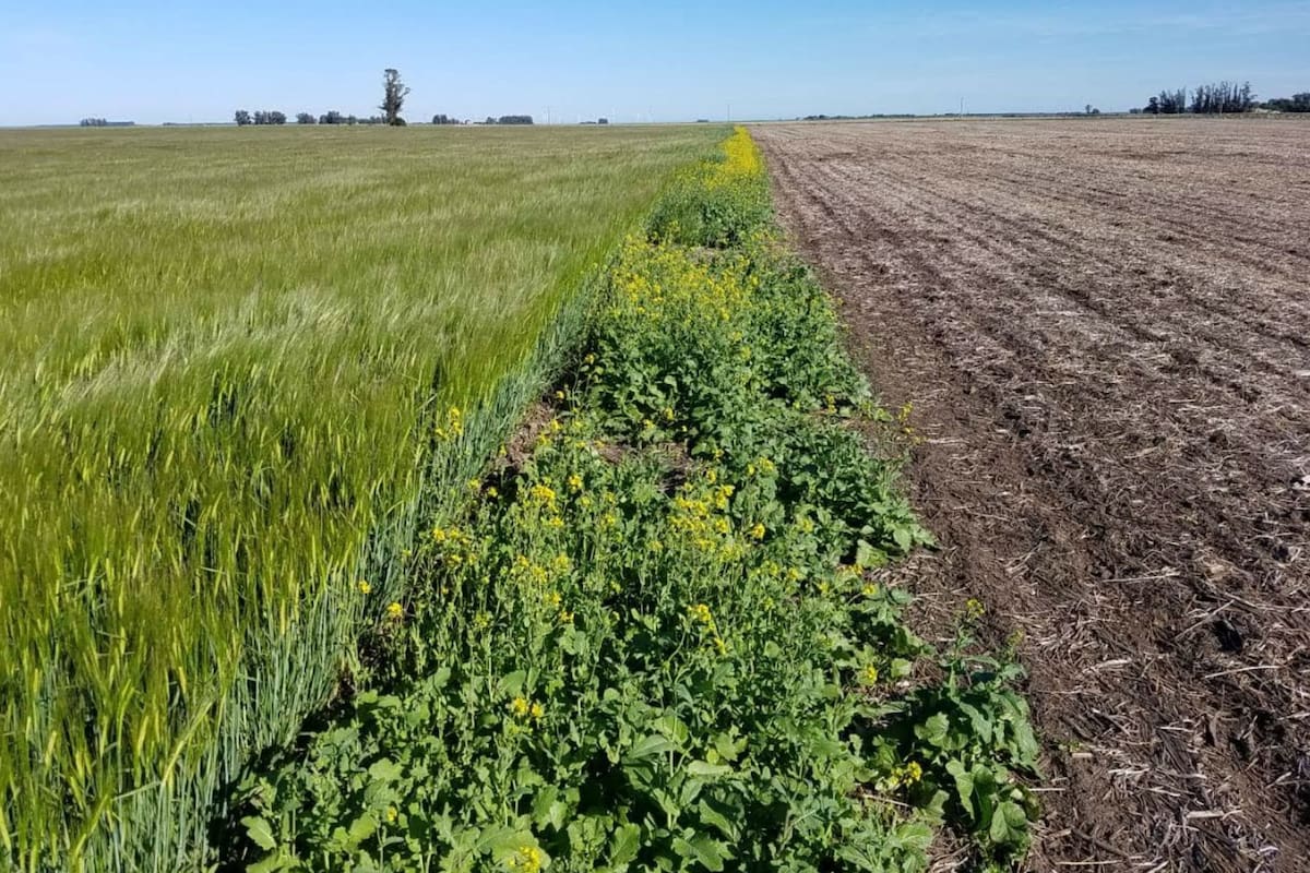 Cultivo susceptible (cebada) a 50 centímetros de barbecho con herbicidas. Con BPA se puede pulverizar hasta zonas críticas