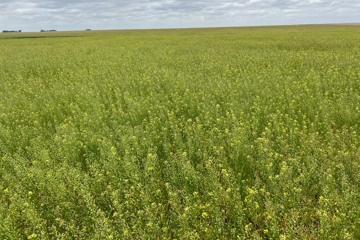 Cultivos como la camelina, la carinata y la colza se posicionan en el mercado de los biocombustibles