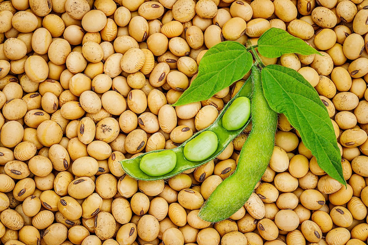Cultivos de soja