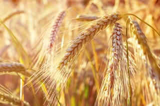 Cultivos de cereales de invierno en Ucrania se encuentran mayormente en buen estado, dicen meteorólogos