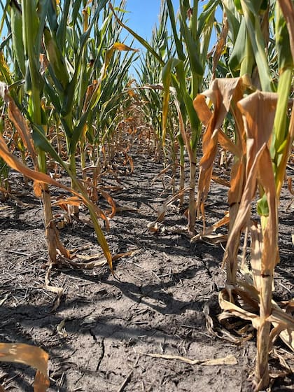 Cultivos de Francisco Sphan, productor agropecuario del departamento de Diamante, Entre Ríos