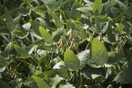 Cultivos de soja y maÍz de segunda muy afectados por la gran sequia que se registra en toda la regi„n central del paÍs. Zona de Sanford, Santa Fé. Este lote es soja de primera y si bien baj„ el rinde se puede llegar a salvar
23-02-18
Foto: Marcelo Manera