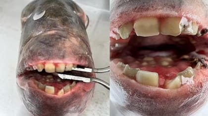 Curiosamente, el pez ya tenía un anzuelo en la boca que Brian reconoció como suyo, el cual se había perdido cuando un pez rompió su línea una hora antes.
Foto: DailyMailUK