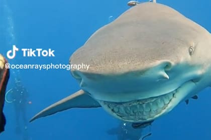 Curiosidades en el fondo de los océanos: un tiburón fue filmado con una “sonrisa dibujada” en su cara