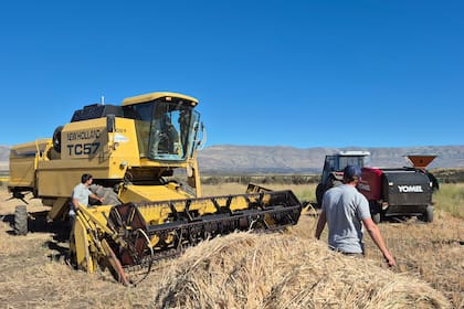 Curlanti y Zuber coordinan desde tierra, Coggiola conduce la cosechadora