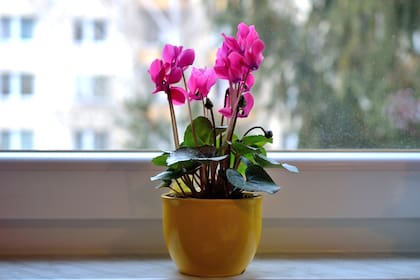 Cyclamen persicum necesitan debe estar cerca de una ventana, con cortina liviana para recibir suficiente luz