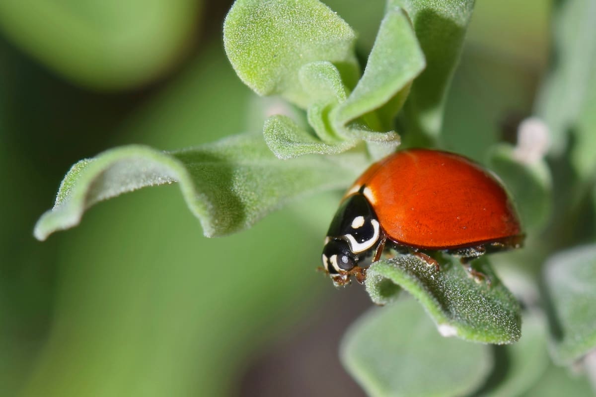 Cycloneda emarginata
