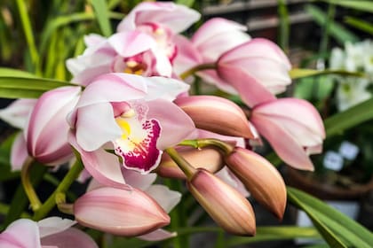 Cymbidium 'Lucky Rainbow', una de las más buscadas por el píblico.