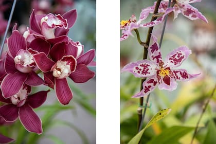 Cymbidium 'Vanguard Red' (a la izquierda) y Beallara 'Hawaiian Night' (a la derecha).