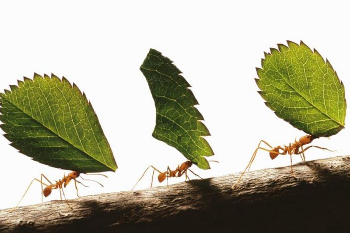 Dado que es muy improbable que tales cosas ocurran por casualidad, la consecuencia que se extrae es que se trata de una pérdida ventajosa, una de la que decimos que es de alto valor adaptativo, probablemente porque producirlos y mantenerlos conlleva un coste que no se ve compensado por una ganancia equivalente.