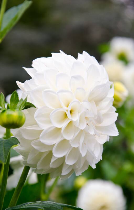 Dahlia 'White Aster' que florece en verano.