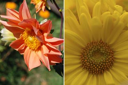 Dahlia y Crisantemo