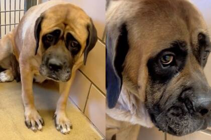 Daisy, una perrita de ojos ‘tristes’ que llegó al refugio de la Wayne County Humane Society