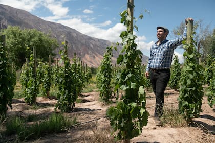 Daniel Manzur apuesta al legado familiar en Bodega El Bayeh