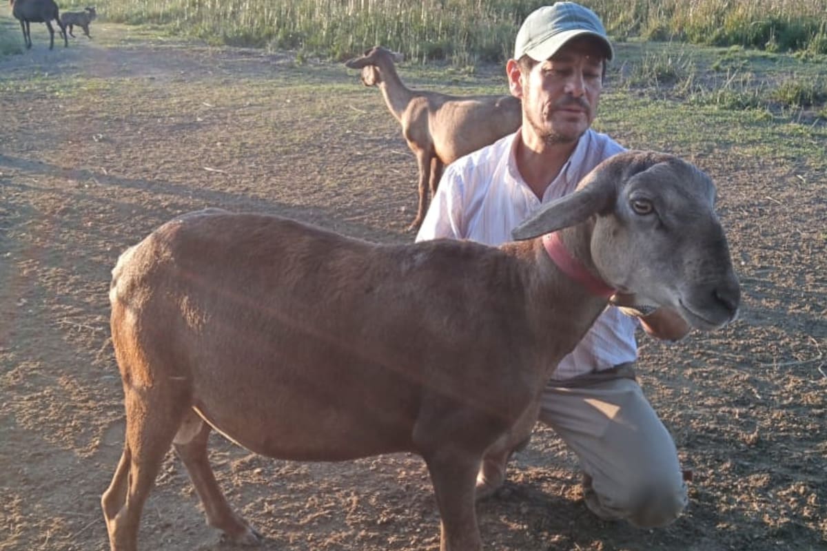 Daniel Romero, productor ovino