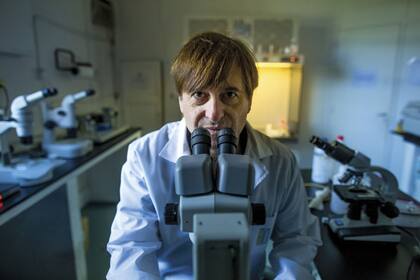 Daniel Salamone, veterinario especialista en clonación y técnicas de reproducción asistida, en su laboratorio