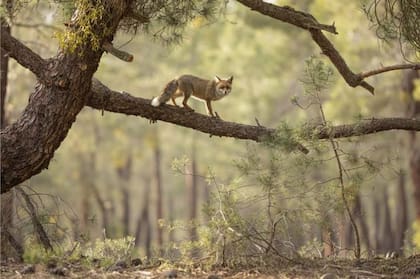 DANIEL VALVERDE FERNANDEZ / BRITISH WILDLIFE AWARD