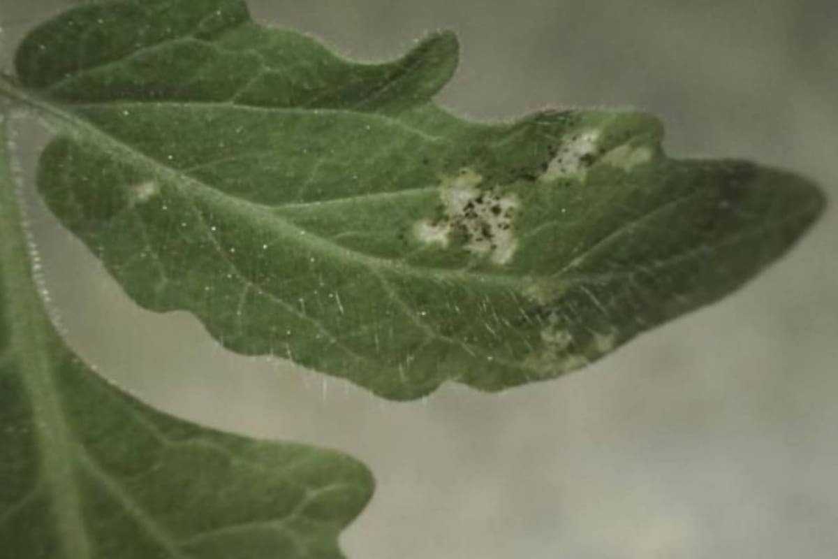 Daño causado por trips occidentales de las flores en hojas de tomate. Las manchas oscuras son excrementos