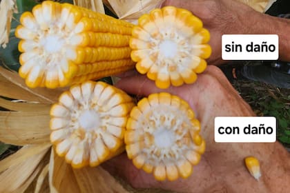 Daños por la enfermedad trasmitida por la chicharrita en Santa Fe en la última campaña