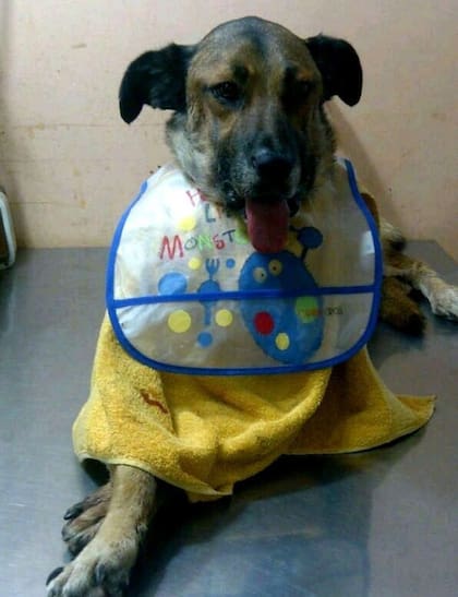 Dardo, el perrito salteño que se convirtió en "hijo legal" de Natalia Sánchez por decisión de la Justicia en Salta