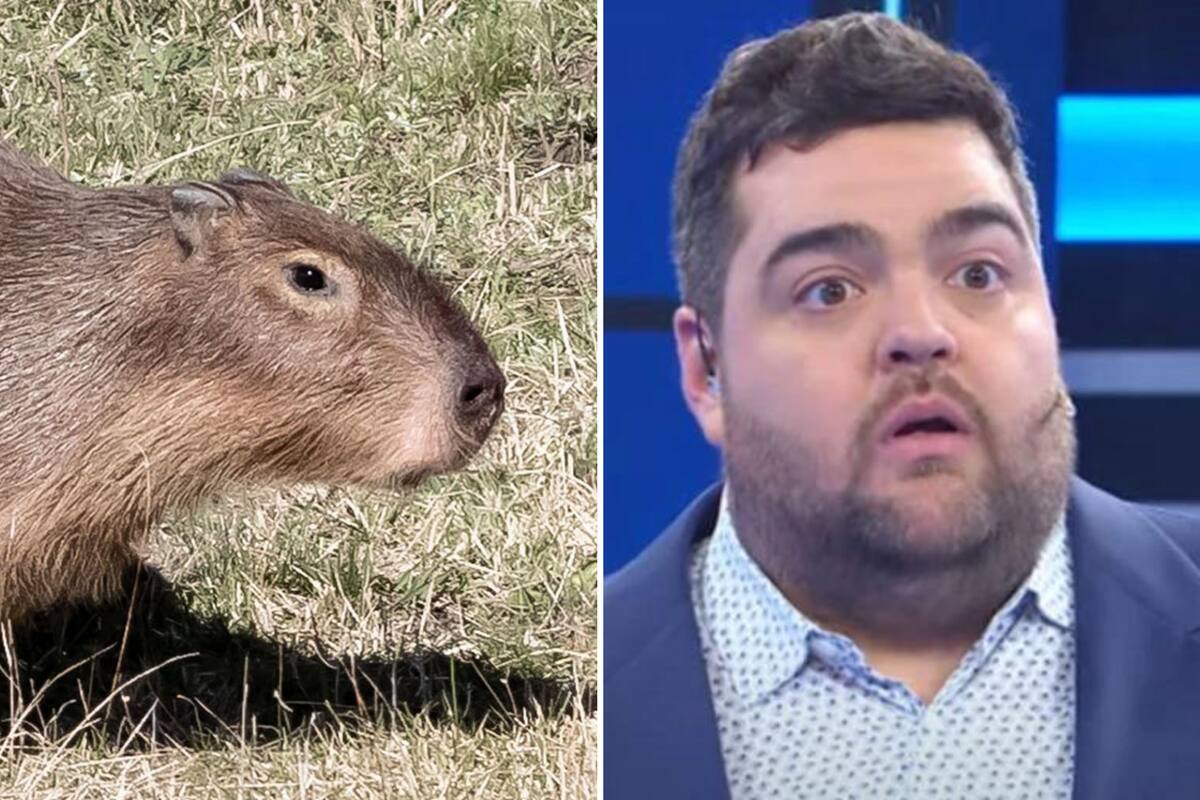 Darío Barassi habló sobre los carpinchos en su programa y lanzó: "Qué animal horrible"