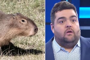 Darío Barassi habló sobre los carpinchos en su programa y lanzó: "Qué animal horrible"