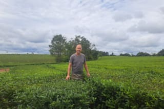 El futuro que desespera a muchos en la tierra por excelencia del té argentino