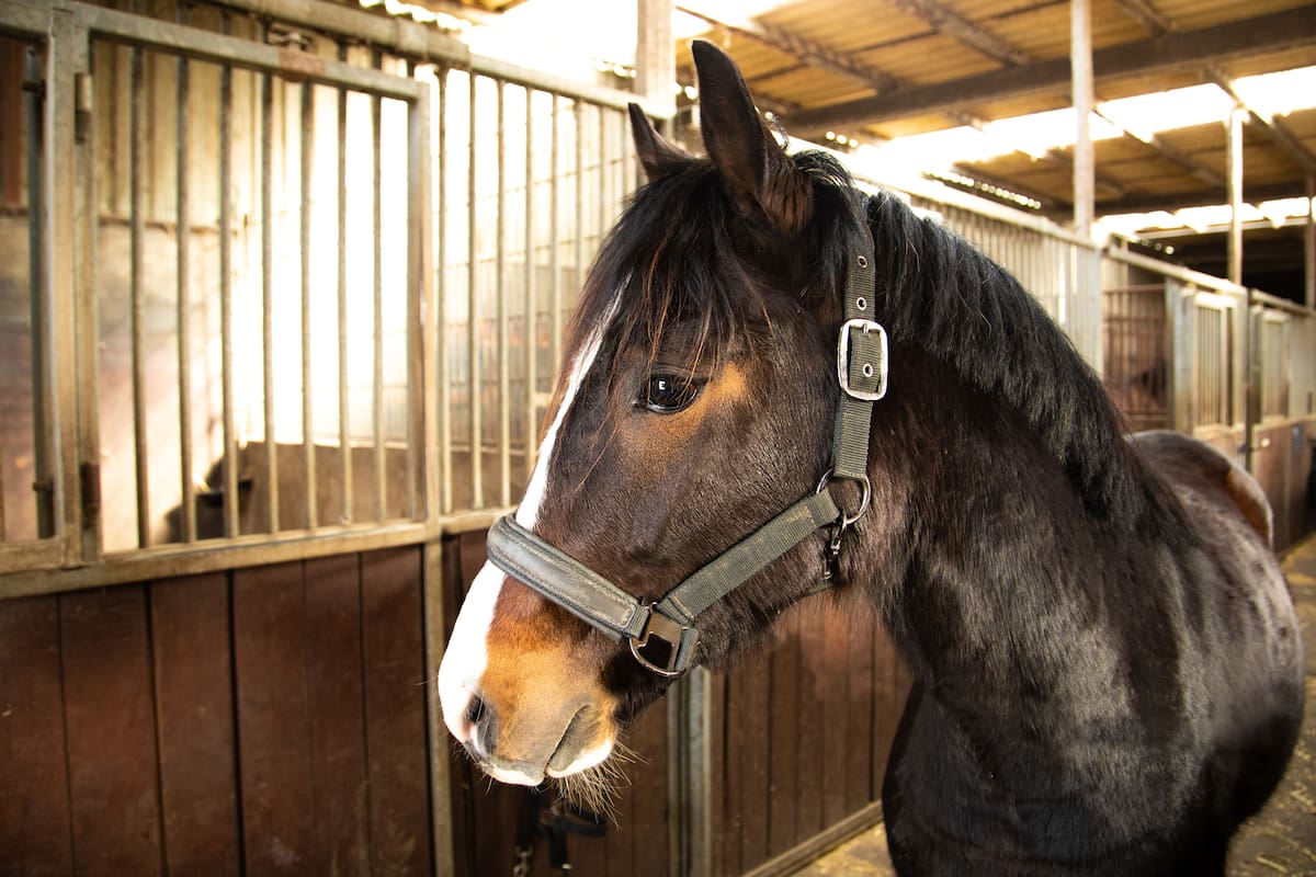 dark foal horse in barn with headcollar and ro