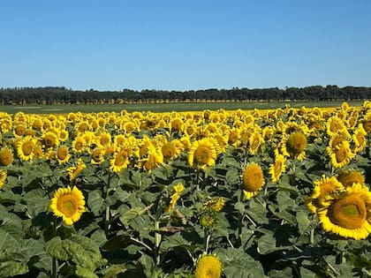 Datos de la consultora AZ-Group proyectan un incremento superior al 15% en la superficie sembrada con girasol y un aumento cercano al 10% en maíz entre los clientes de la organización
