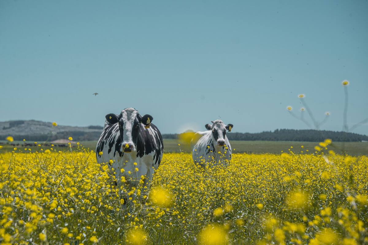 Datos del sector: la producción cayó 15% en el primer cuatrimestre y, si bien en mayo también hubo un descenso, se desaceleró